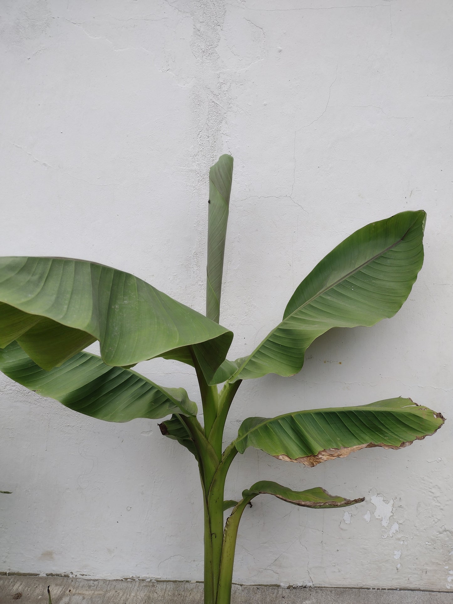 Musa Basjoo Banana Plant
